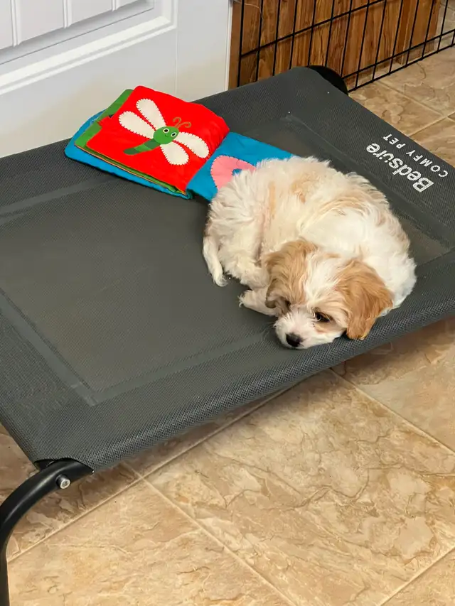 AMAZING CAVALIER X BICHON PUPPPY - Photo 3