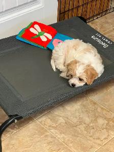 AMAZING CAVALIER X BICHON PUPPPY - Photo 3