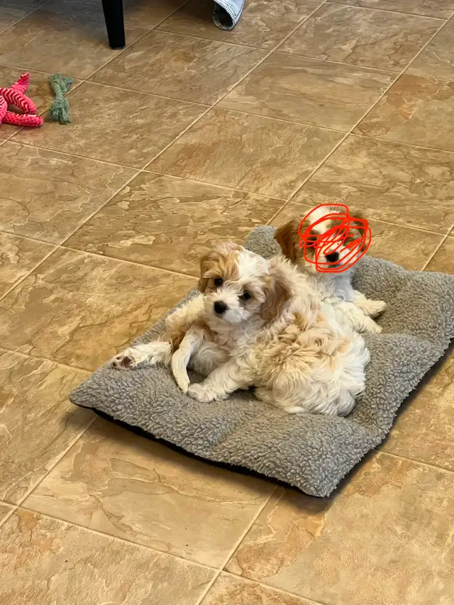 AMAZING CAVALIER X BICHON PUPPPY - Photo 4