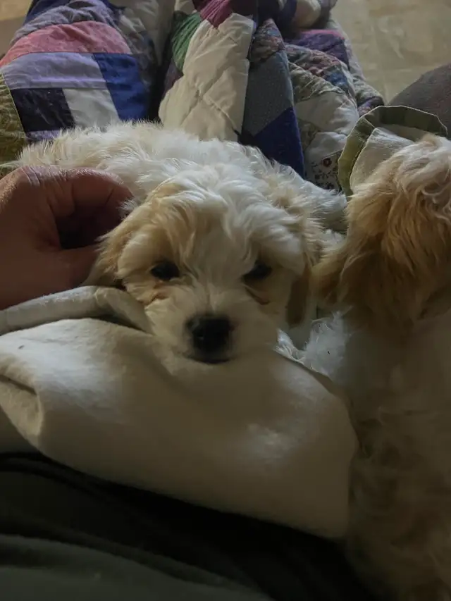 AMAZING CAVALIER X BICHON PUPPPY - Photo 5