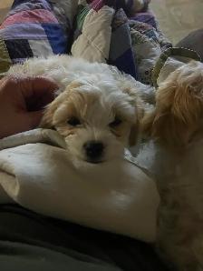 AMAZING CAVALIER X BICHON PUPPPY - Photo 5