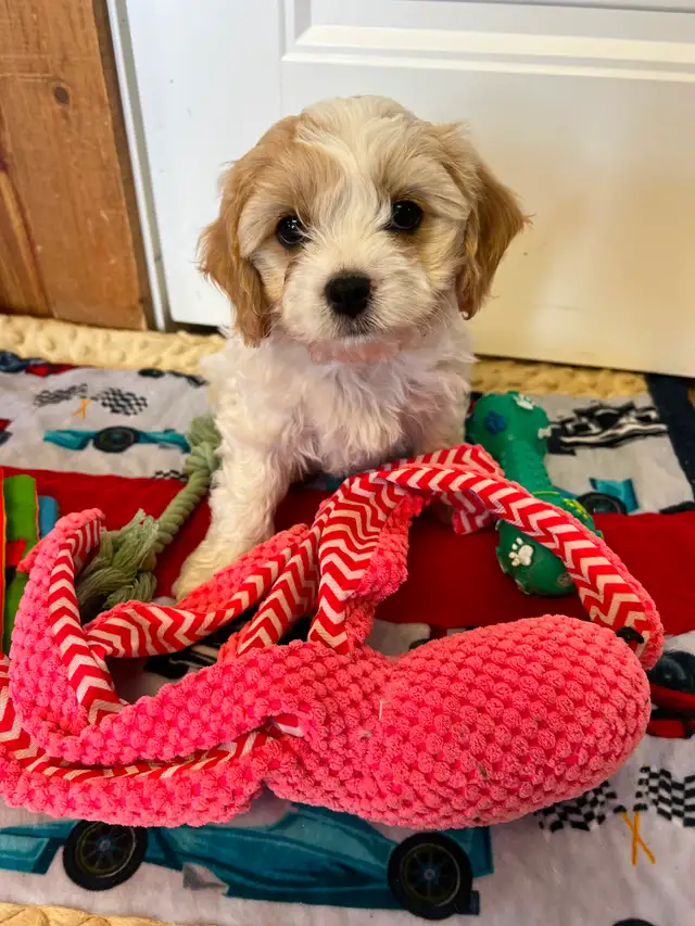 AMAZING CAVALIER X BICHON PUPPPY - Photo 6