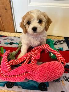 AMAZING CAVALIER X BICHON PUPPPY - Photo 6