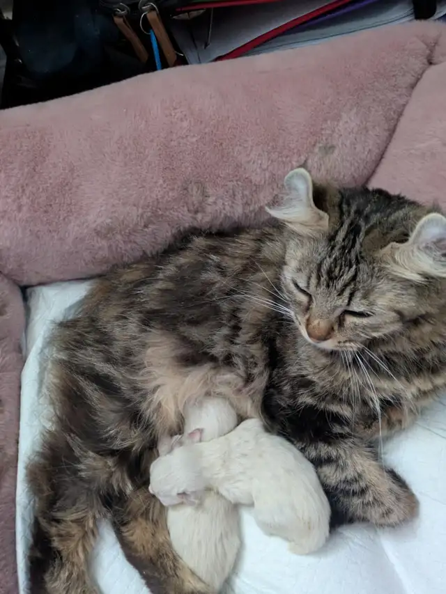 chatons highland lynx