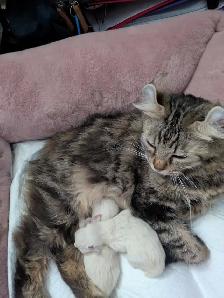 chatons highland lynx