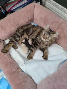 chatons highland lynx - Photo 3