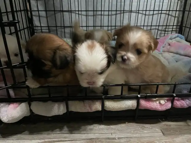 Adorable Half Shih Tzu Half Pomeranian Puppies - Photo 2