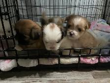 Adorable Half Shih Tzu Half Pomeranian Puppies - Photo 2