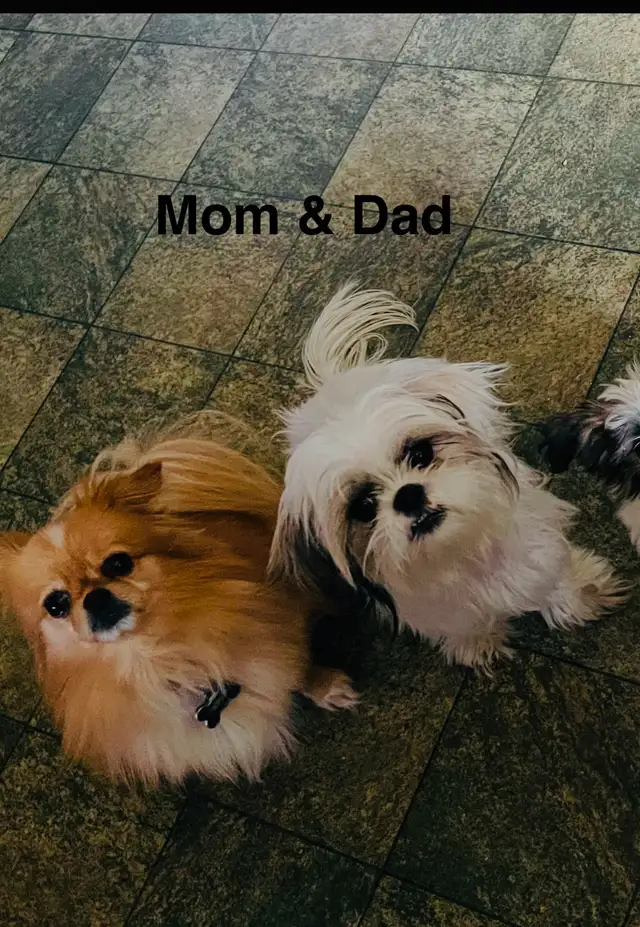 Adorable Half Shih Tzu Half Pomeranian Puppies - Photo 3