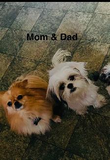 Adorable Half Shih Tzu Half Pomeranian Puppies - Photo 3