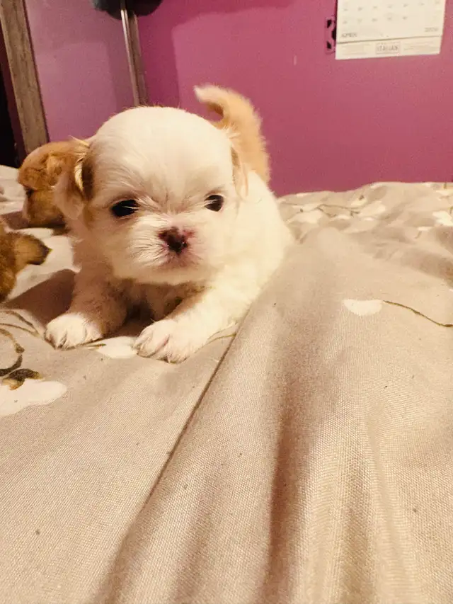 Adorable Half Shih Tzu Half Pomeranian Puppies - Photo 4
