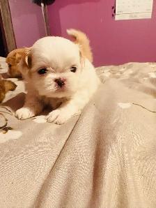 Adorable Half Shih Tzu Half Pomeranian Puppies - Photo 4