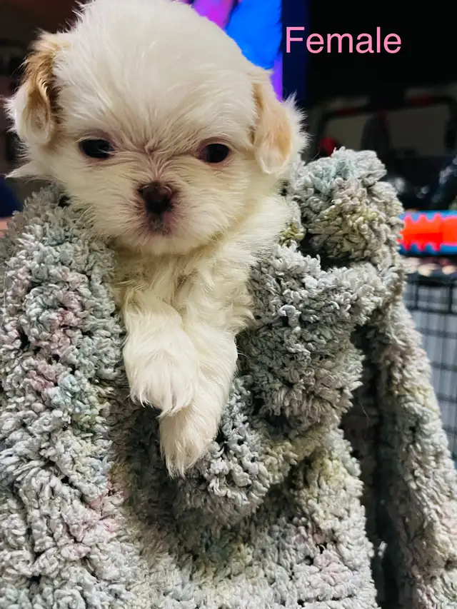 Adorable Half Shih Tzu Half Pomeranian Puppies - Photo 5