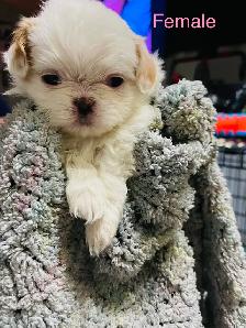 Adorable Half Shih Tzu Half Pomeranian Puppies - Photo 5
