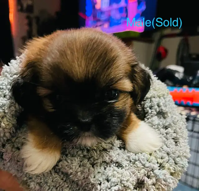 Adorable Half Shih Tzu Half Pomeranian Puppies - Photo 6