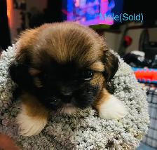 Adorable Half Shih Tzu Half Pomeranian Puppies - Photo 6