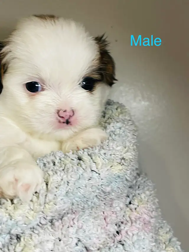 Adorable Half Shih Tzu Half Pomeranian Puppies - Photo 7