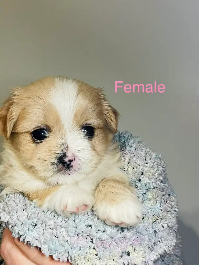 Adorable Half Shih Tzu Half Pomeranian Puppies - Photo 8