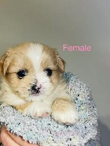 Adorable Half Shih Tzu Half Pomeranian Puppies - Photo 8