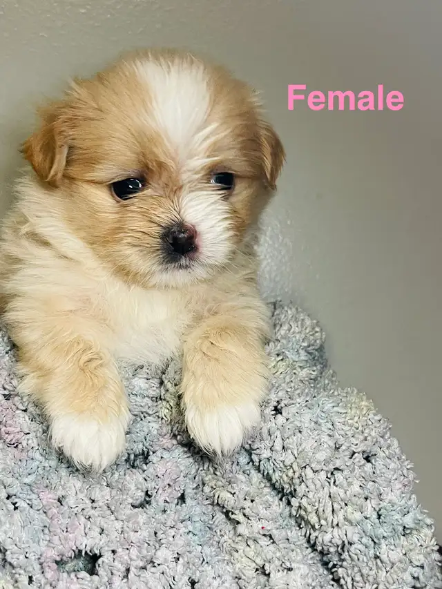 Adorable Half Shih Tzu Half Pomeranian Puppies - Photo 9