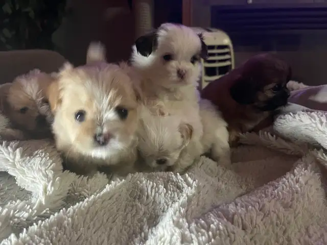 Adorable Half Shih Tzu Half Pomeranian Puppies - Photo 10