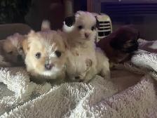 Adorable Half Shih Tzu Half Pomeranian Puppies - Photo 10