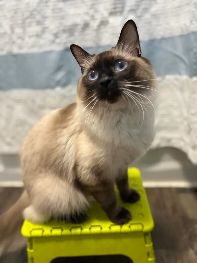 Female Ragdoll