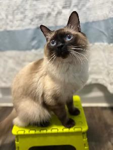 Female Ragdoll