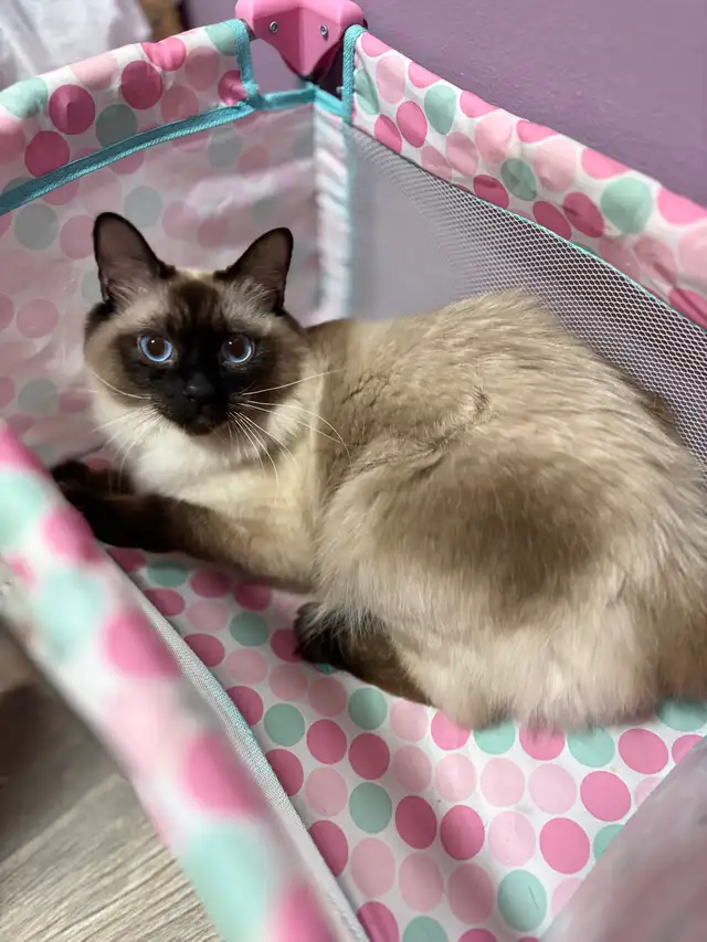 Female Ragdoll - Photo 2