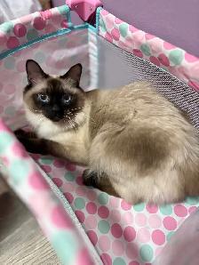 Female Ragdoll - Photo 2