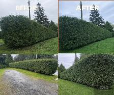 Professional landscaping & yard clean up - Photo 4