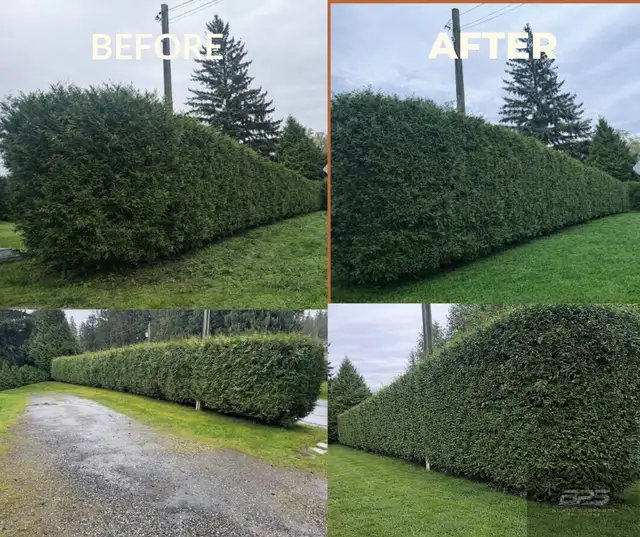 landscaping & yard clean up - Photo 4