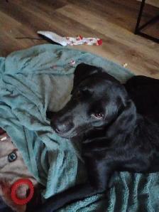 Baby Lily and baby Jack - Photo 2