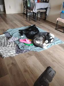 Baby Lily and baby Jack - Photo 3