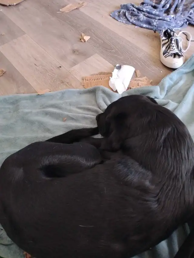 Baby Lily and baby Jack - Photo 4
