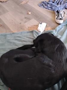 Baby Lily and baby Jack - Photo 4