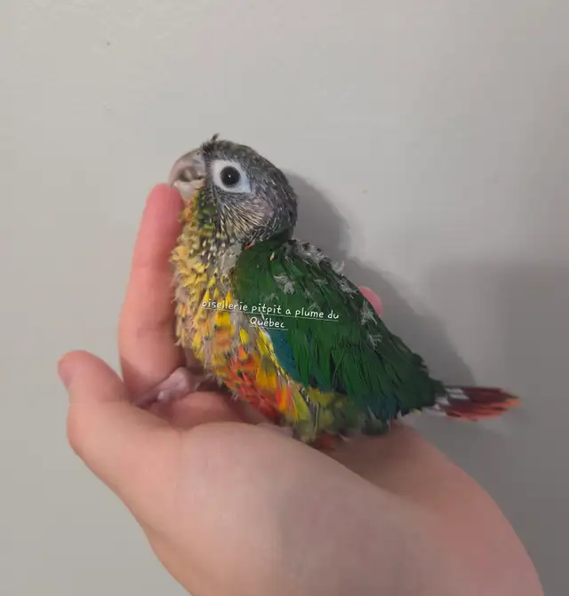 Conure a joue verte