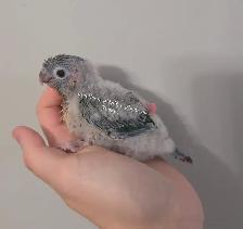 Conure a joue verte - Photo 2