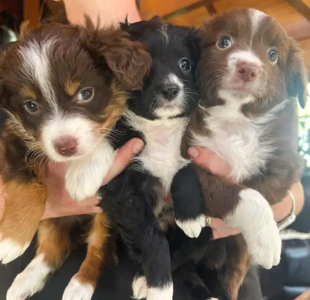 Miniature berger australien
