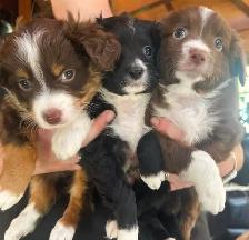 Miniature berger australien