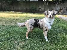 Miniature berger australien - Photo 4