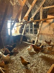 Poule bendy - Photo 2