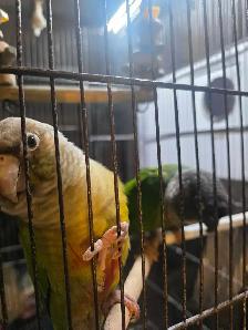 conure pinaple femelle nam manipulable
