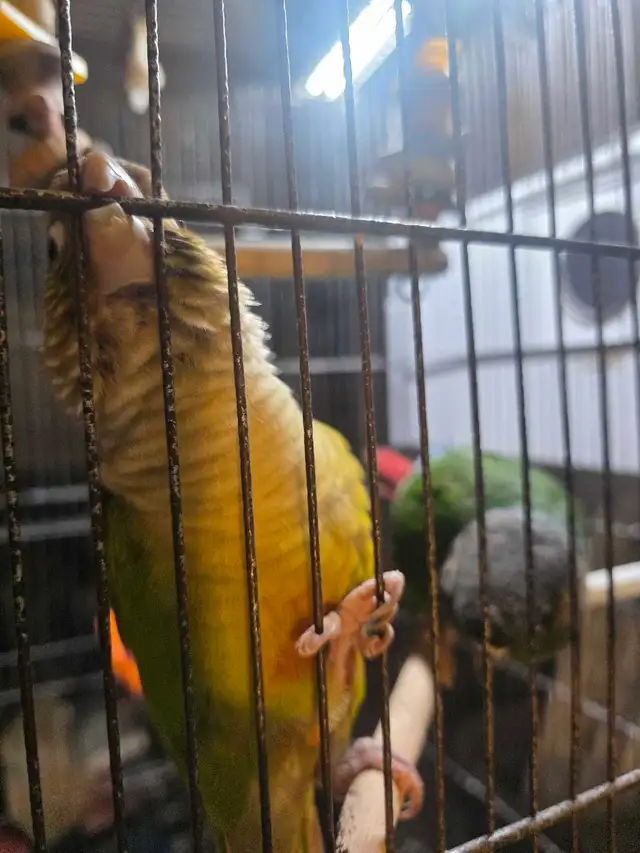 conure pinaple femelle nam manipulable - Photo 2