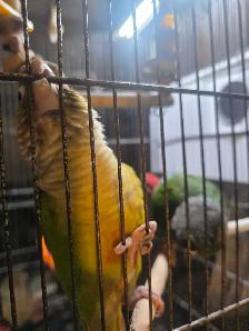 conure pinaple femelle nam manipulable - Photo 2