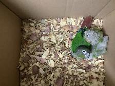 conure babies