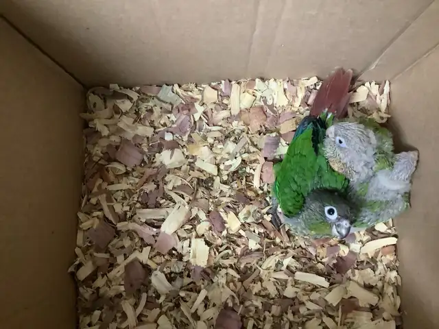 conure babies - Photo 2