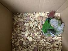 conure babies - Photo 2