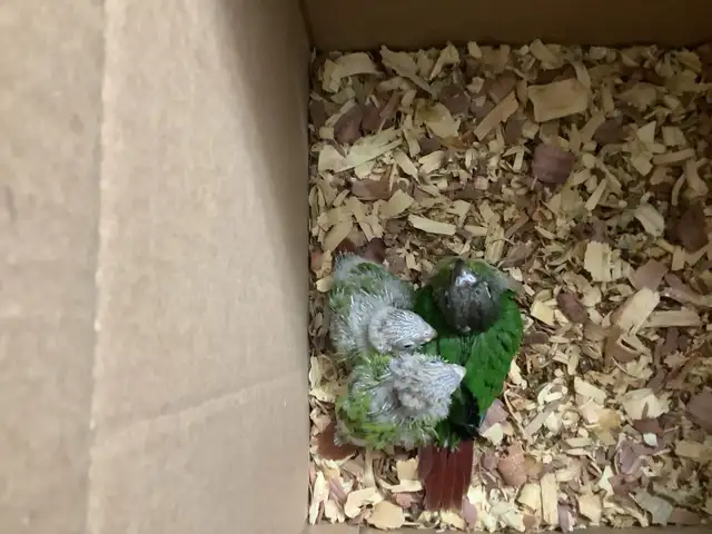 conure babies - Photo 3