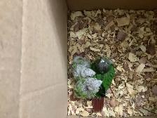 conure babies - Photo 3